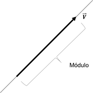 módulo vector